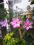 盆栽种植技巧看过来