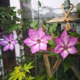 盆栽种植技巧看过来