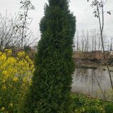 油菜花