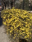 金英翠萼带春寒，黄色花中有几般。