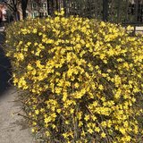 金英翠萼带春寒，黄色花中有几般。