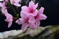 人面桃花相映红