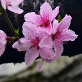 人面桃花相映红