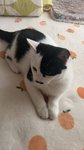 天塌了,  今天凌晨竟被猫咪失足踩伤，而且找不到肇事者