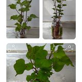 小小绿植欢乐多