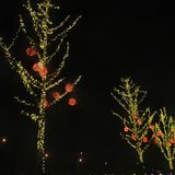 禁止庆祝
