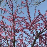 宫花对禁柳，拾翠对题红