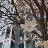 花枝春满