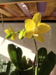 蝴蝶兰开花！