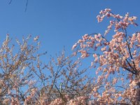 清明假期第二天，玉渊潭公园赏樱花