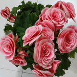 话题#一起来晒晒家里的绿植吧