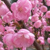 春日赏花