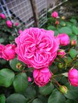 要想养好花就得先研究它