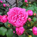 要想养好花就得先研究它