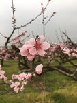 春暖花开