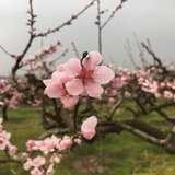 春暖花开
