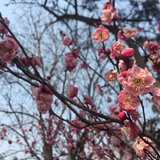 格格旅行——早春赏梅