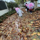梧桐叶落了一地