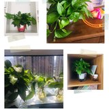 家里的花花草草