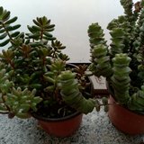 这两小盆绿色