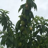 再见五月