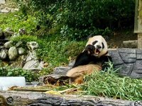 带娃去成都看大熊猫