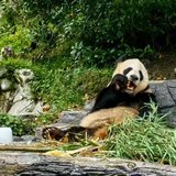 带娃去成都看大熊猫
