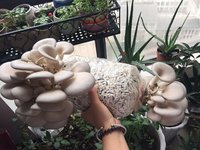 如果没有工作，暂时我会养活我自己