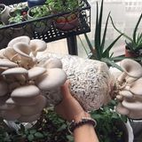 如果没有工作，暂时我会养活我自己