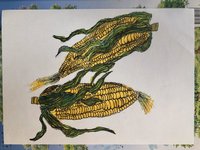 【小花】每日一画 玉米🌽！（4.3）