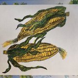 【小花】每日一画 玉米🌽！（4.3）