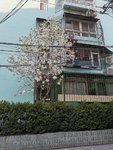 春日花开