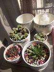 3月羊毛