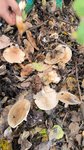 老家山上采蘑菇🍄