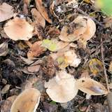 老家山上采蘑菇🍄
