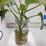 办公室养的绿萝
