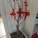 我这花养的…好独特！