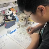 猫咪陪伴做作业，太治愈了