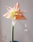 我家的花花草草