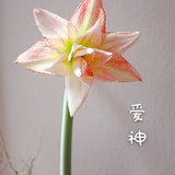 我家的花花草草