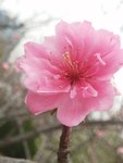 出门尽是看花人