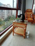 撸猫，追剧