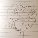 色铅笔-玫瑰