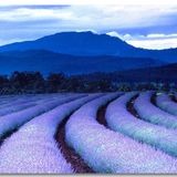 【青鸟的天空727】终极旅行目标：去法国的普罗旺斯看薰衣草
