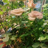 植物跟着一起阳了
