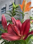 百合花开啦！