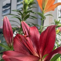 百合花開啦！