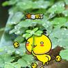 yangli0207