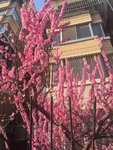 北京的春天，花儿朵朵