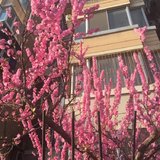 北京的春天，花儿朵朵